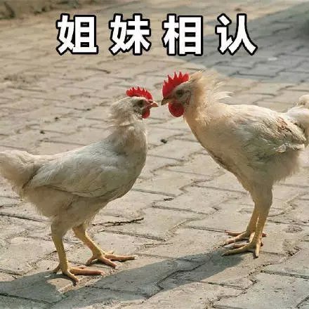 姐妹日常斗图专属！这套表情包合集太好用了