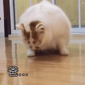 超治愈！这组猫咪动态表情包太适合斗图了