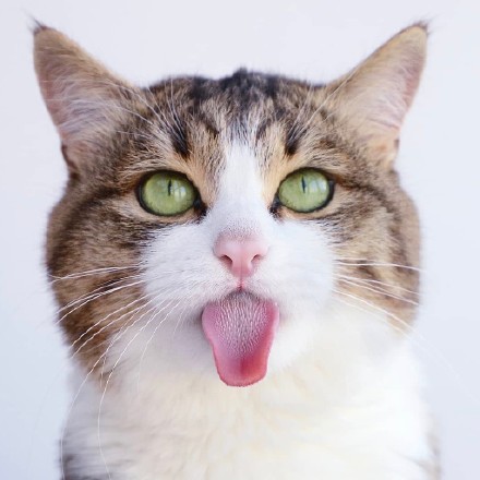 超高清猫咪头像合集来啦