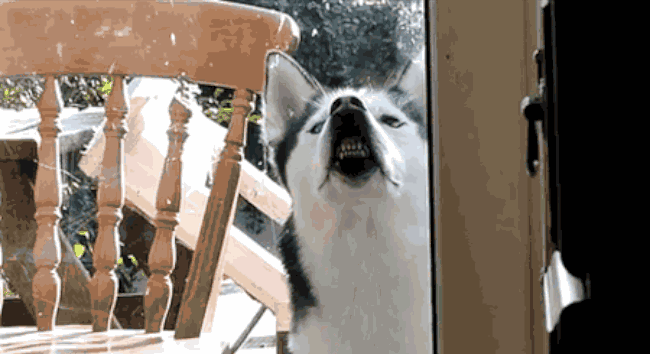 二哈居然是上帝造狼时的草稿？这套哈士奇表情包太传神了