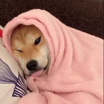 猫咪狗子裹被子情侣头像来啦