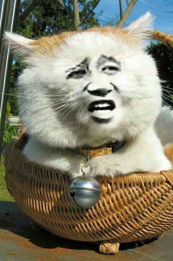 整活党狂喜！这批被玩坏的猫猫头表情包太会整活了