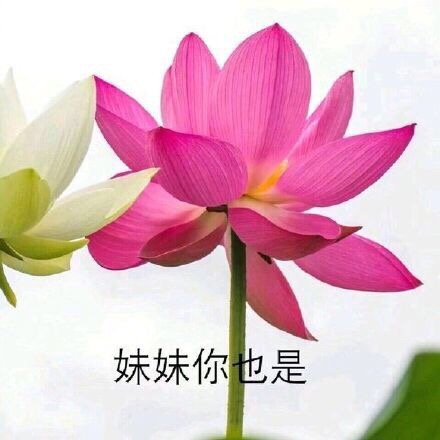 中老年佛系花花表情包来啦