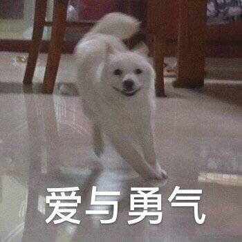 汪星人奔跑表情包合集来了