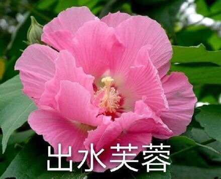 中老年佛系花花表情包来啦