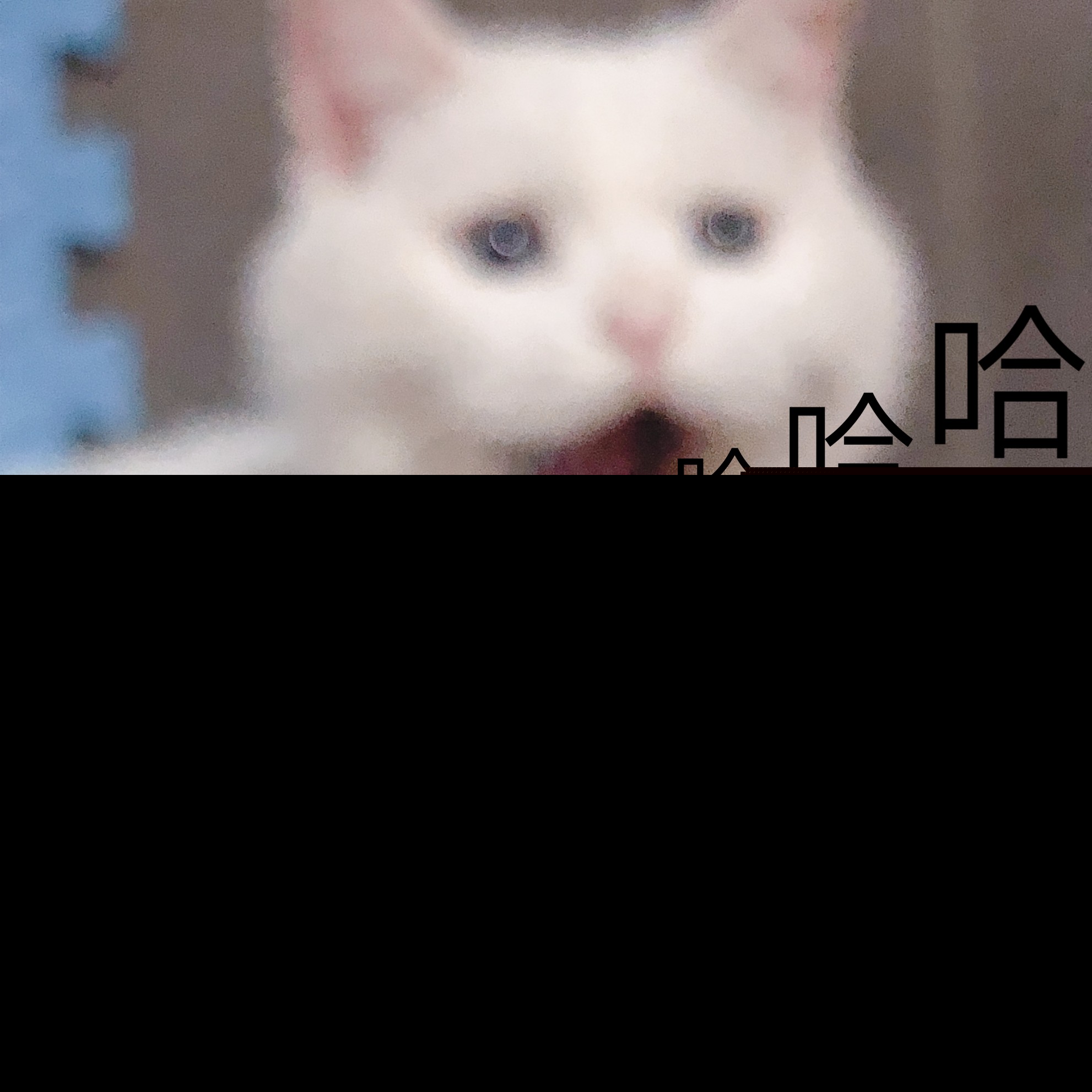 救命！这组猫咪表情包也太会演了吧