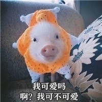 猪猪表情包合集来啦 日常斗图用得上