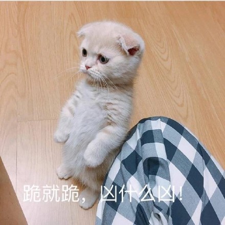 软萌小猫咪表情包合集，斗图聊天直接用