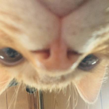 猫咪喊你起床啦！铲屎官专属叫醒表情包合集