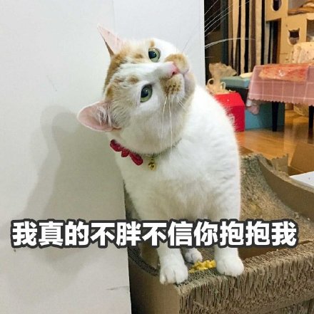 聊天斗图必备！猫咪楼楼表情包合集来啦