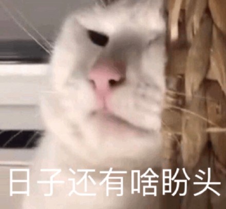 网友都在找的猫猫表情包合集