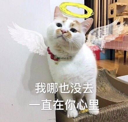 快收好这套永远楼楼表情包