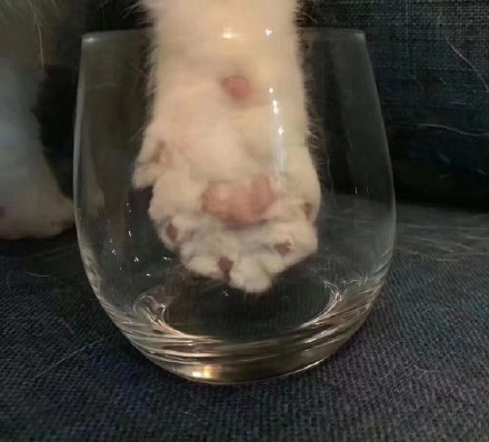 养猫的朋友看过来！一起做猫爪杯同款表情包