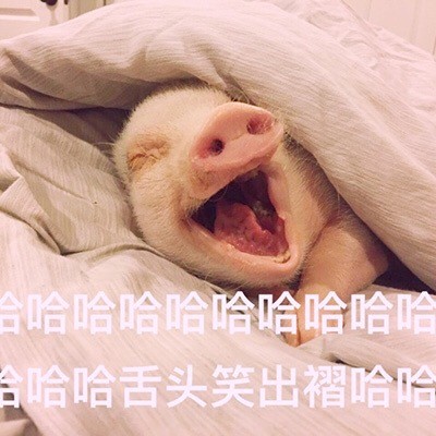 软萌猪猪表情包合集 聊天斗图必备