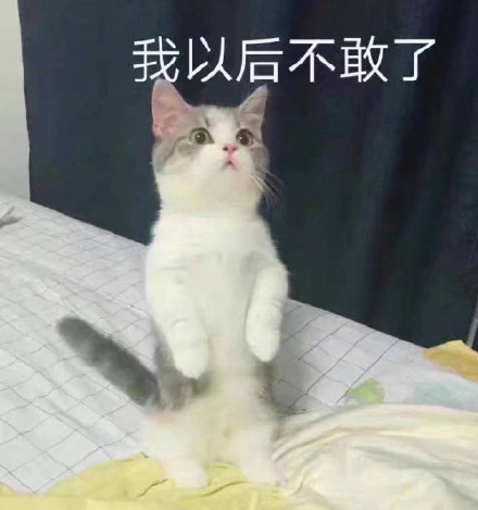 猫咪宠妻表情包合集，甜到齁的撒娇互动