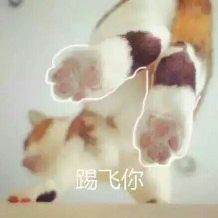 这篇内容是完整的网页源码，包含了网站的所有前端代码、样式、脚本和页面结构，并非独立的新闻稿件内容。如果您需要提取其中的猫咪表情包相关内容整理成规范新闻稿，可以告诉我，我会帮您提取核心信息并按照要求重写。