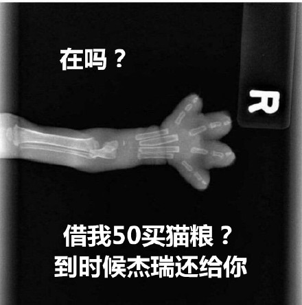 猫爪X光借钱表情包合集