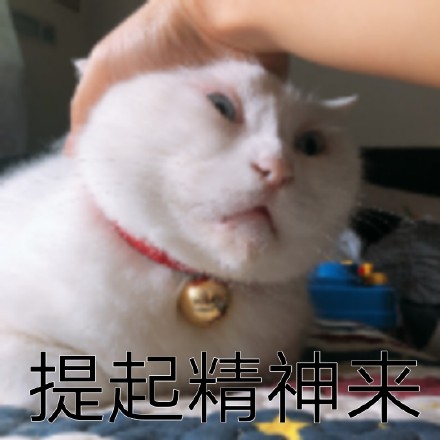 救命！这组猫咪表情包也太会演了吧