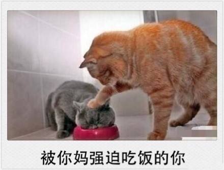 春节专属表情包来啦！精准戳中你的假期日常