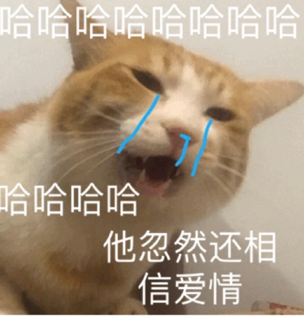 整理好的猫咪斗图表情包合集