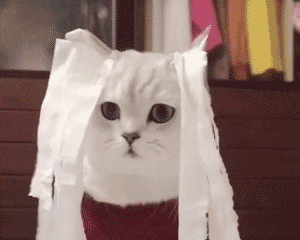 软萌治愈！这组猫猫动图表情包太上头了