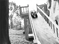 软乎乎的熊猫也太治愈了吧