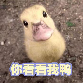 软萌小鸭鸭表情包来啦，每一张都超治愈