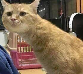 长脖子猫咪沙雕情头来啦，适合情侣用的搞怪头像