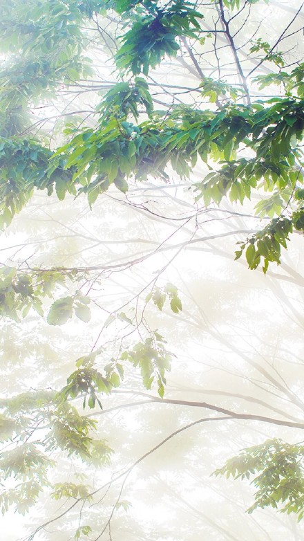 超治愈！这组清新绿色壁纸戳中了我的心巴