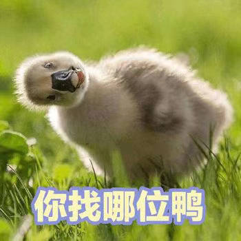 超火小黄鸭鸭鸭表情包合集