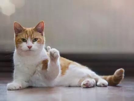 猫咪竖起大拇指表情包火了！一句“老哥稳”太戳人