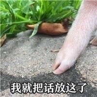 猪猪表情包合集来啦 日常斗图用得上
