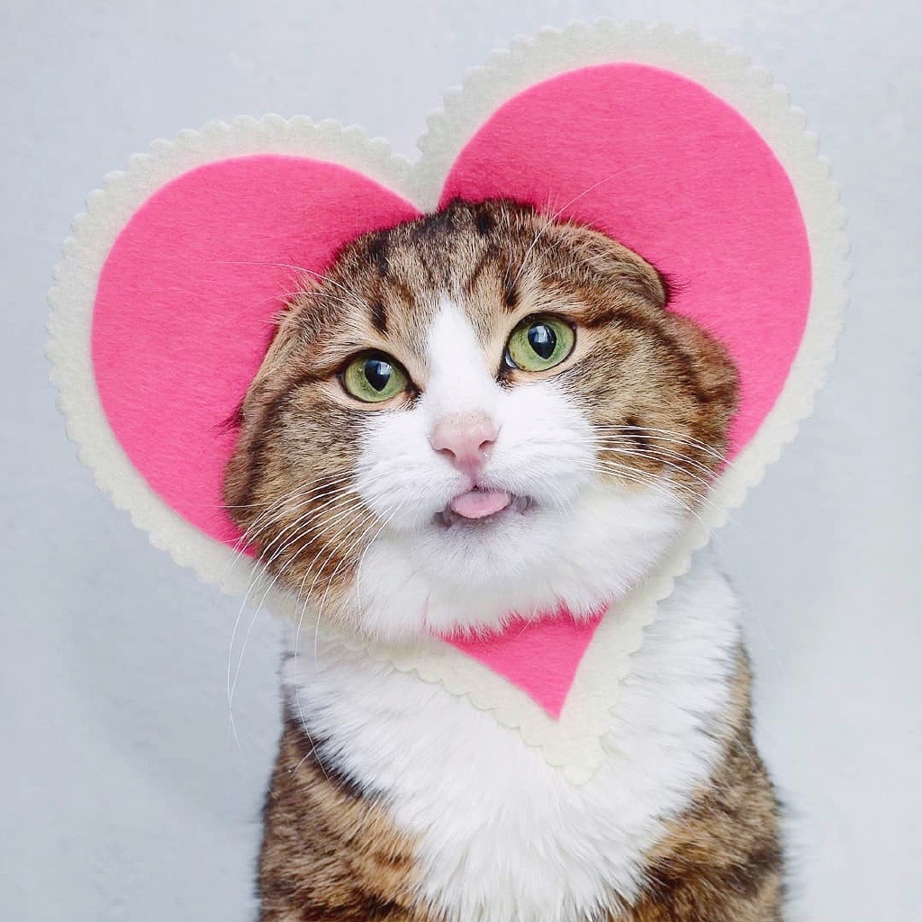 超高清猫咪头像合集来啦