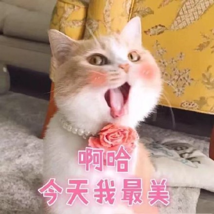 猫咪表情包第五弹来啦！
