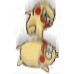 鹦鹉兄弟整活！这套暴力打斗动图太带感了