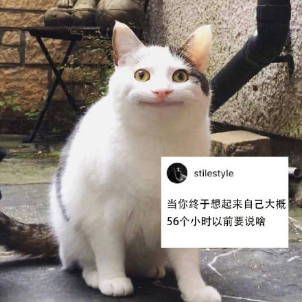 社恐狂喜！这套尬笑猫咪表情包精准戳中日常社死瞬间