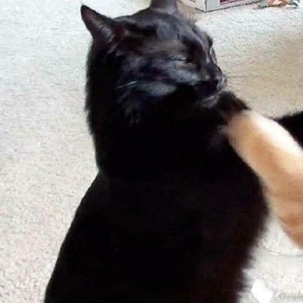 超可爱喵星人情侣头像合集