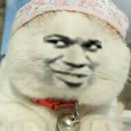 整活党狂喜！这批被玩坏的猫猫头表情包太会整活了