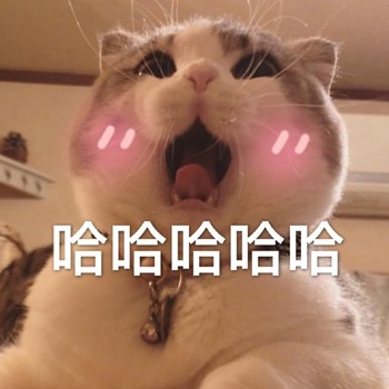 聊天斗图首选！网友最爱的喵星人表情包合集
