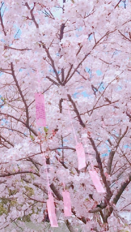 春日氛围感拉满！这套樱花壁纸直接把温柔焊在手机屏幕上