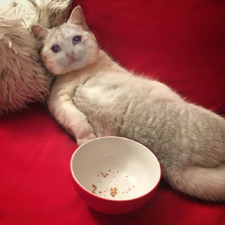 超火流泪猫猫头表情包合集