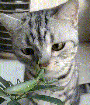 聊天斗图看这里！这套猫咪表情包太好用了