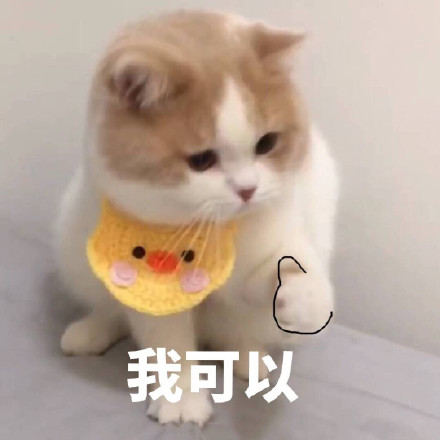 聊天斗图必备！这套猫咪动图表情包太治愈了