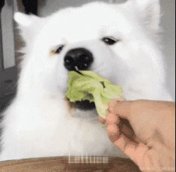 萨摩吃播动图合集来啦