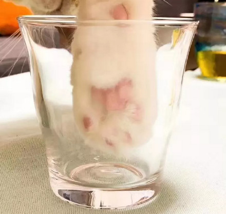 养猫的朋友看过来！一起做猫爪杯同款表情包
