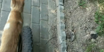 碰瓷遇上送命题！选要钱还是要鱼？