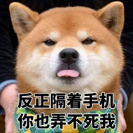 超实用柴犬表情包合集 聊天斗图必备