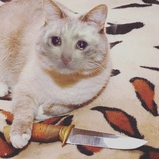 超火流泪猫猫头表情包合集
