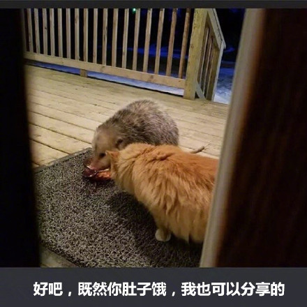 橘猫被竹鼠抢食的搞笑表情包来啦