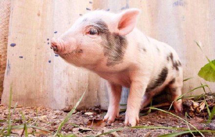 猪猪版十年对比挑战表情包